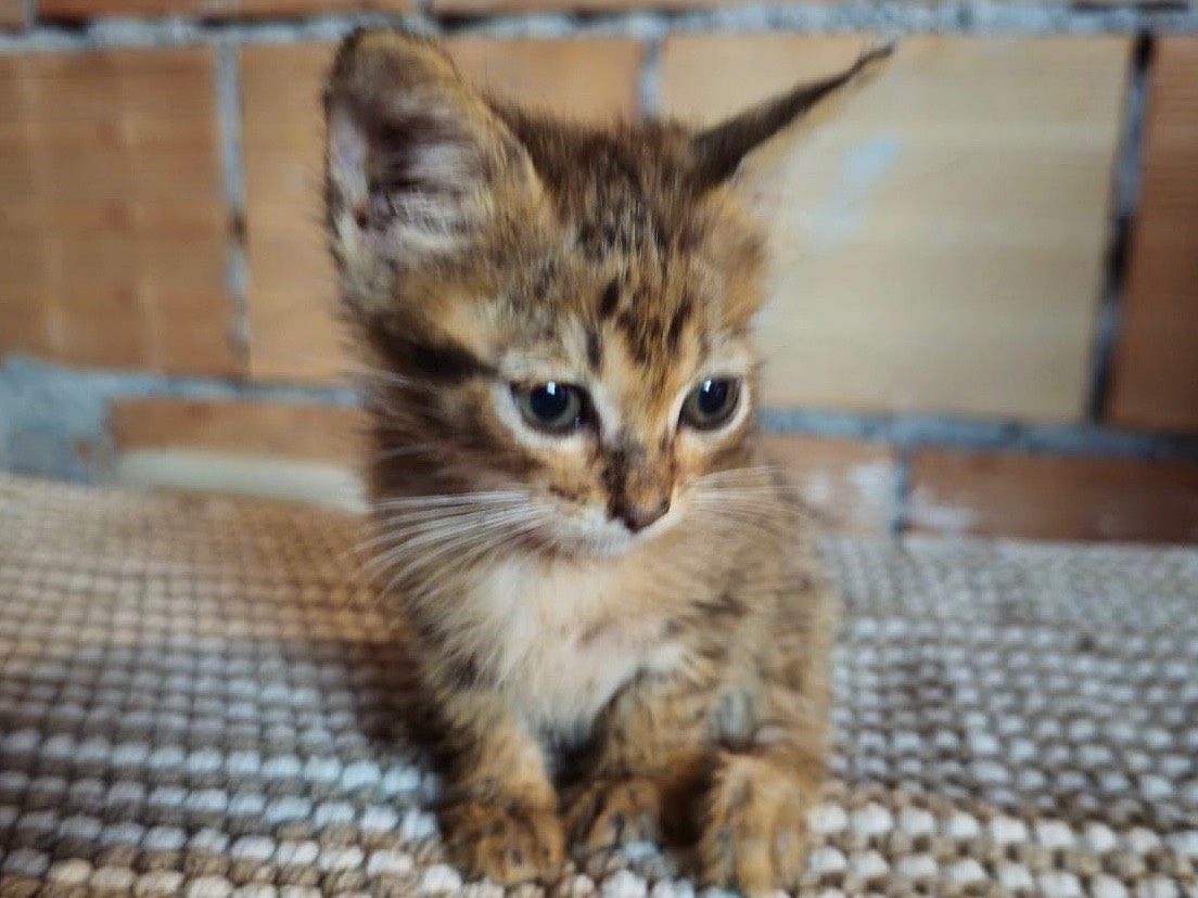 Adotta un gatto, femmina, 3 settimane, Milano