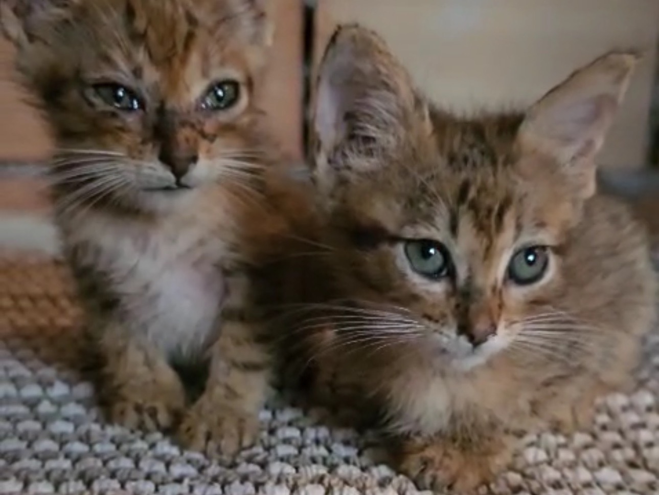 Adotta un gatto, taglia non valida, femmina, Milano