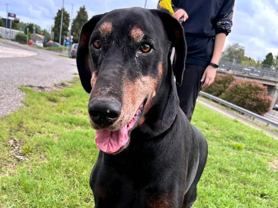 Adozione cane, maschio, Dobermann Razza sconosciuta, 11 anni, taglia grande, Cremona