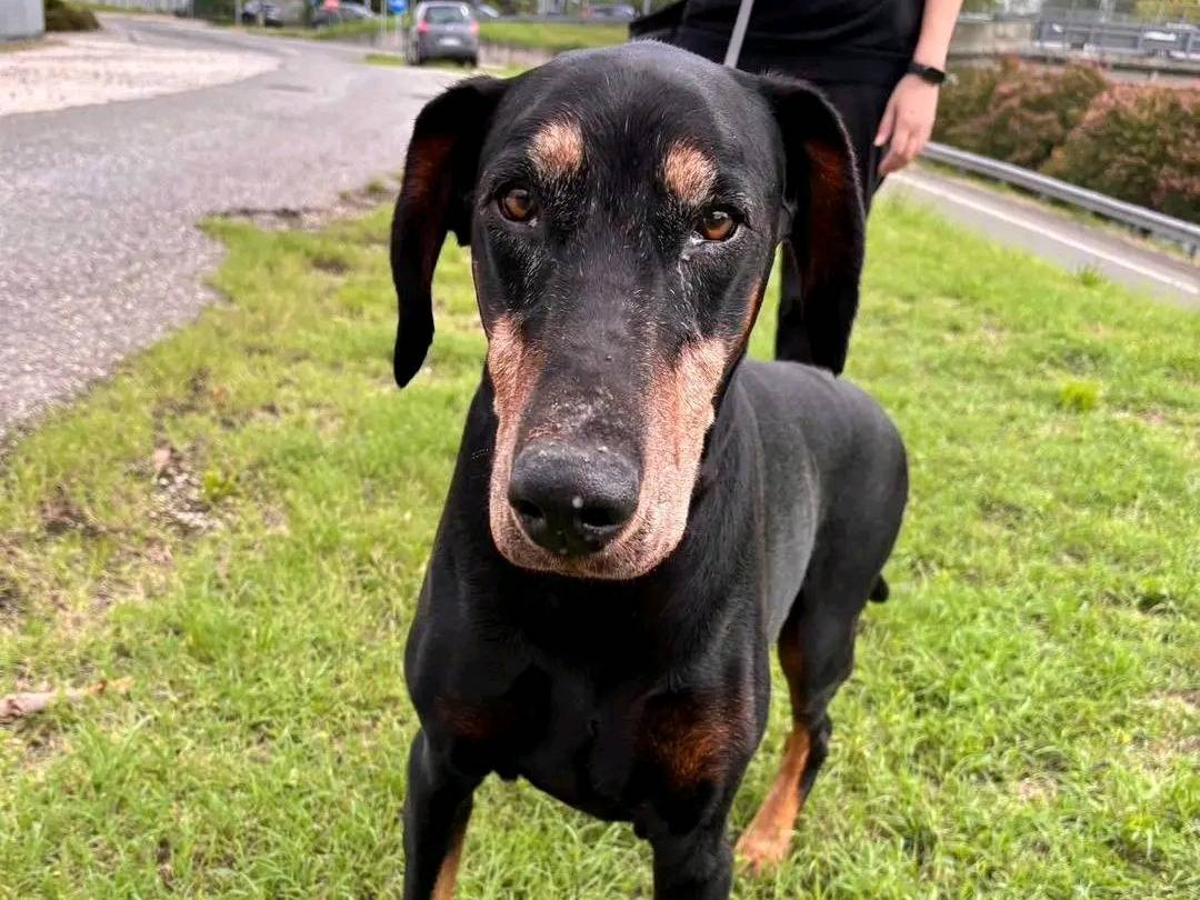 Adotta un cane, maschio, 11 anni, Cremona