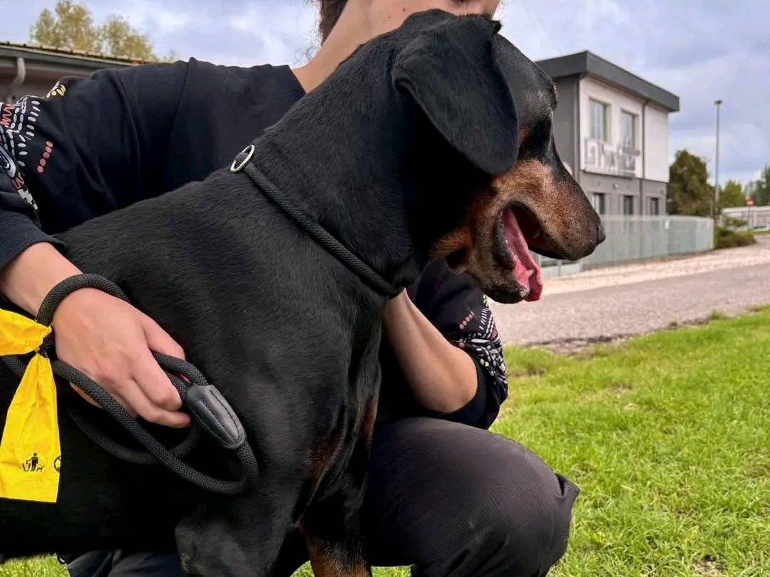 Adotta un cane, taglia grande, maschio, Cremona
