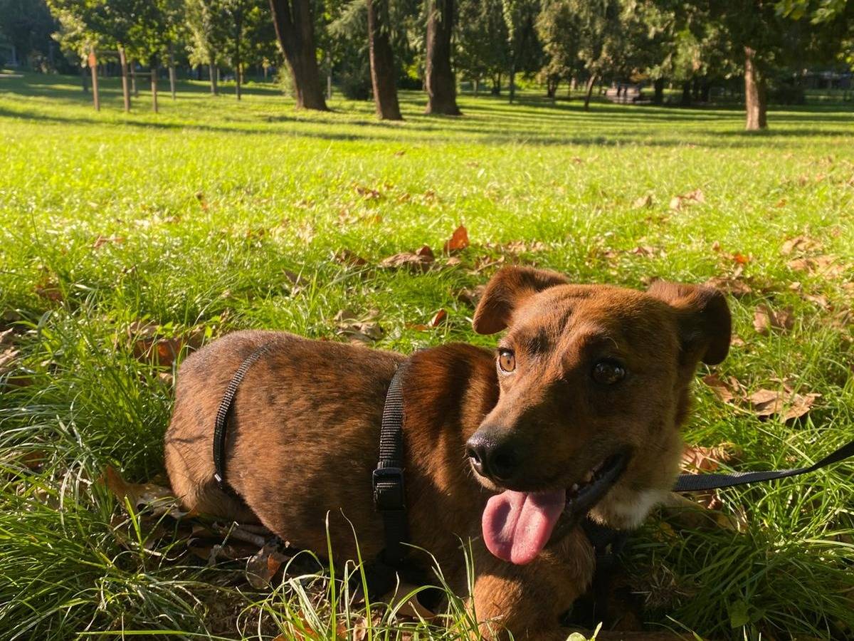 Adozione cane, maschio, Razza sconosciuta Razza sconosciuta, 2 anni e 5 mesi, taglia piccola, Milano