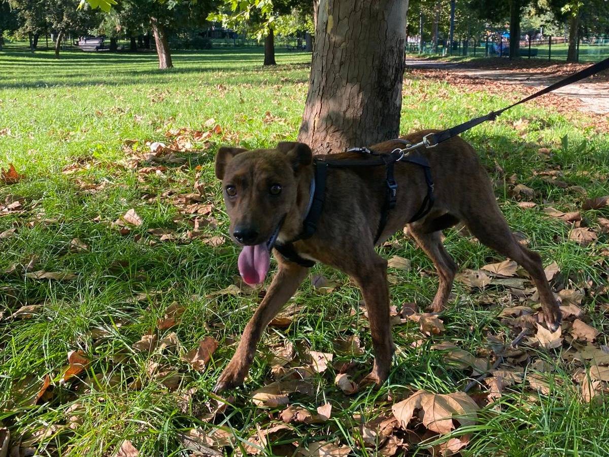 Adotta un cane, maschio, 2 anni e 5 mesi, Milano