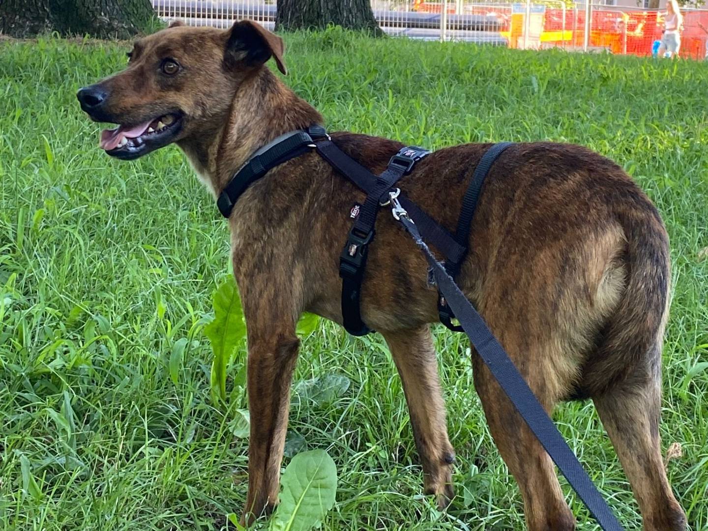 Adotta un cane, taglia piccola, maschio, Milano