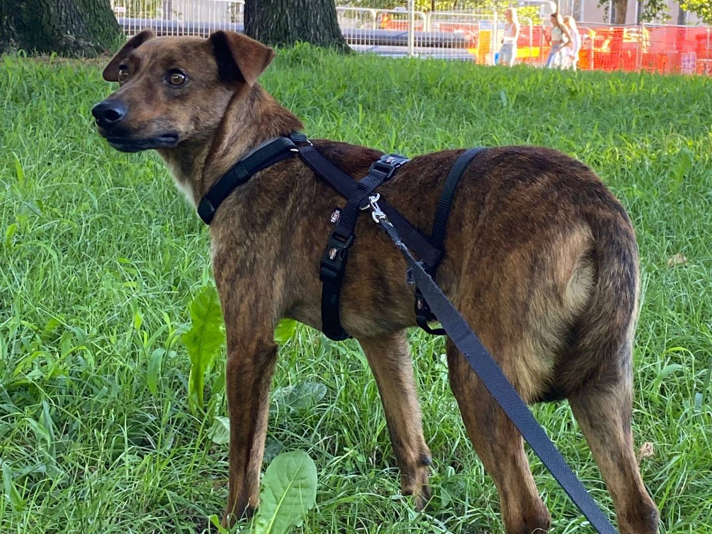 Vuoi adottare un cane a Milano?