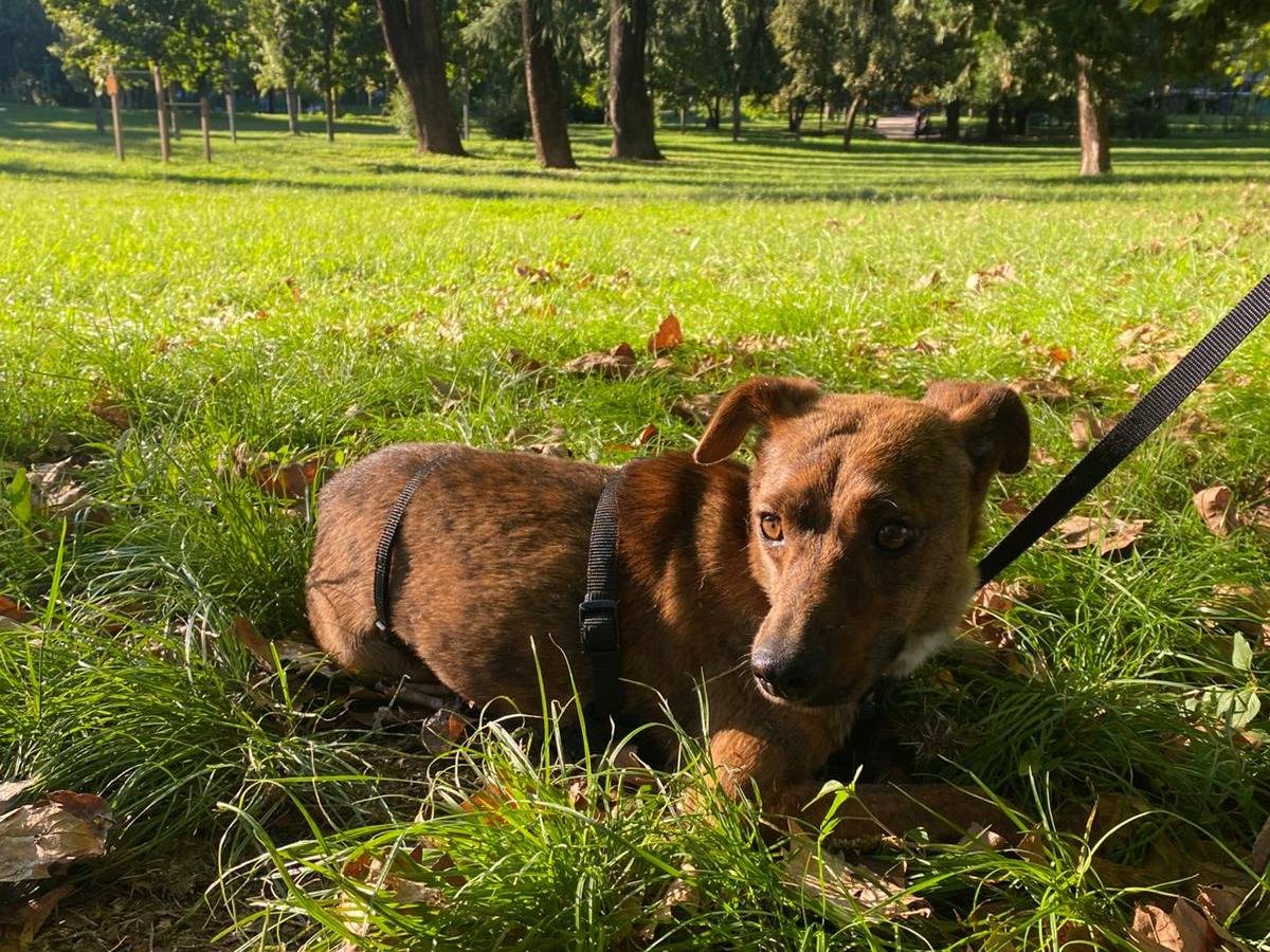 Adotta il cane Bailey  a Milano