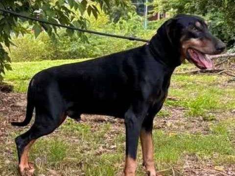 Vuoi adottare un cane a Cremona?