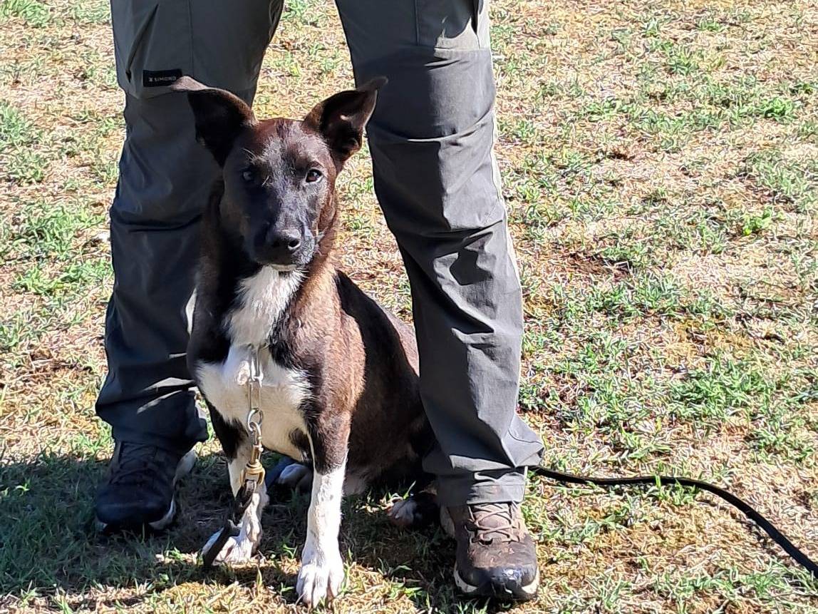 Adozione cane, maschio, Razza sconosciuta Razza sconosciuta, 2 anni e 2 mesi, taglia media contenuta, Viterbo