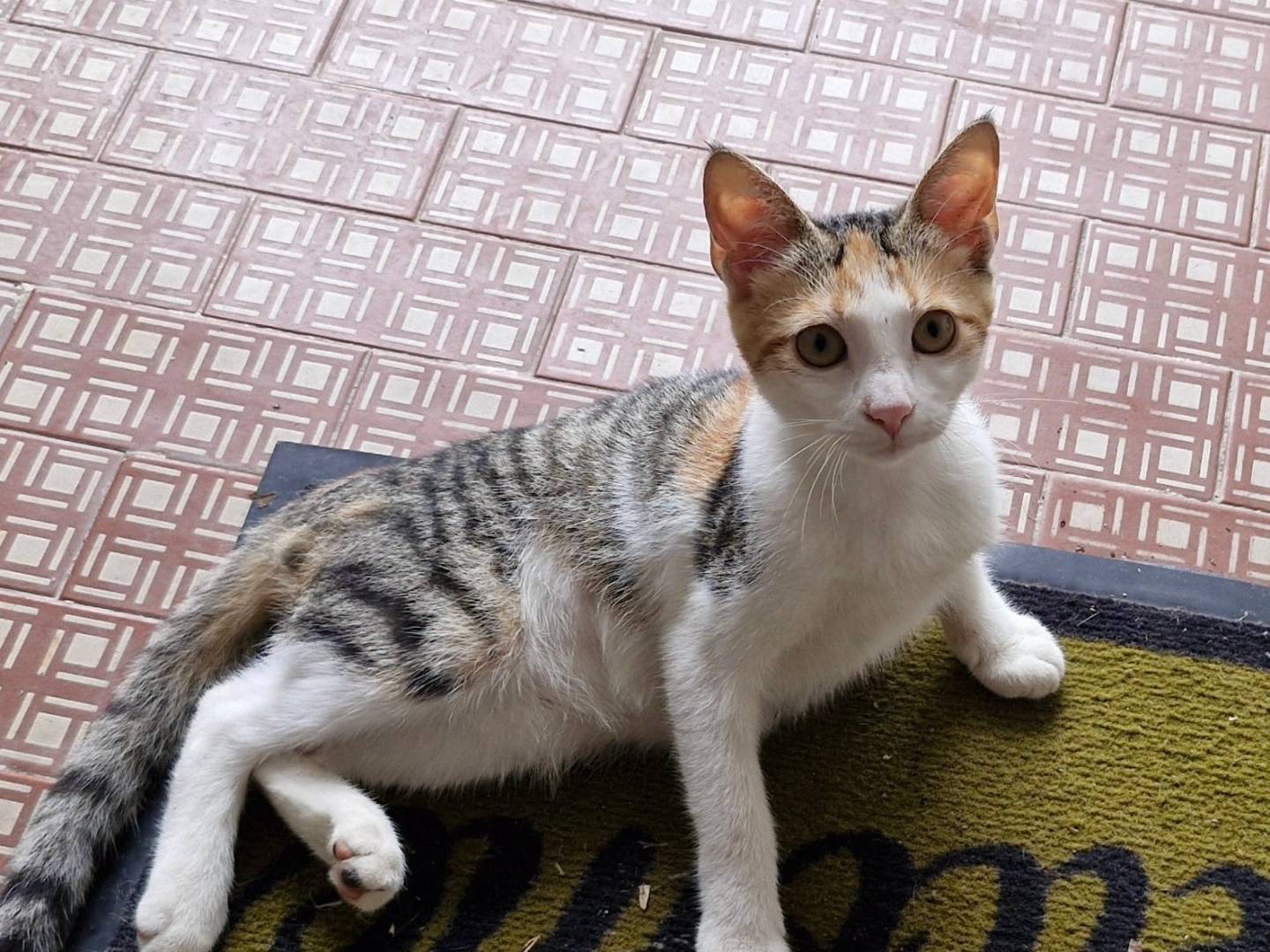 Adozione gatto, femmina, Razza sconosciuta Razza sconosciuta, 2 mesi, taglia non valida, Pavia
