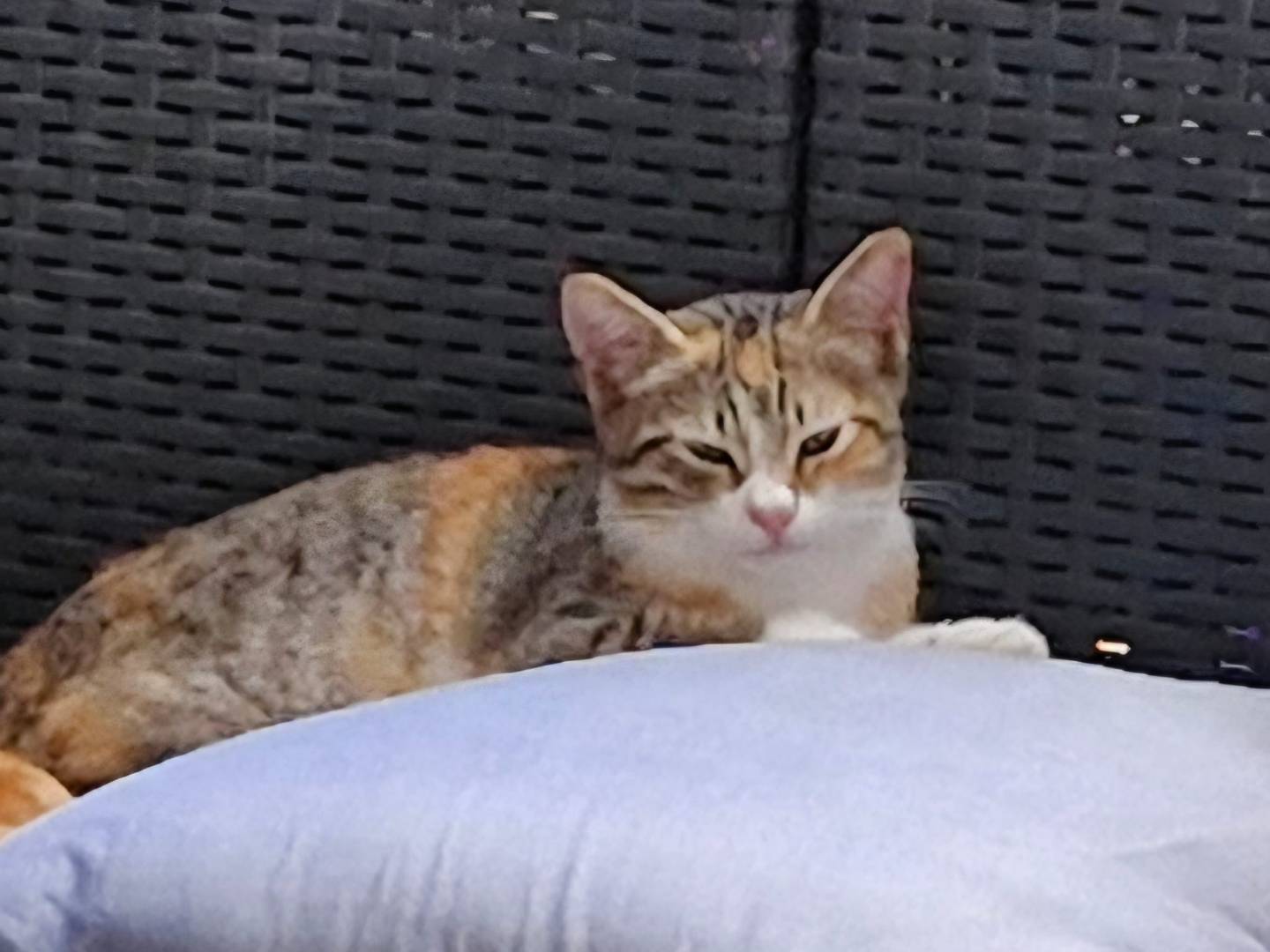 Adotta un gatto, femmina, 2 mesi, Pavia