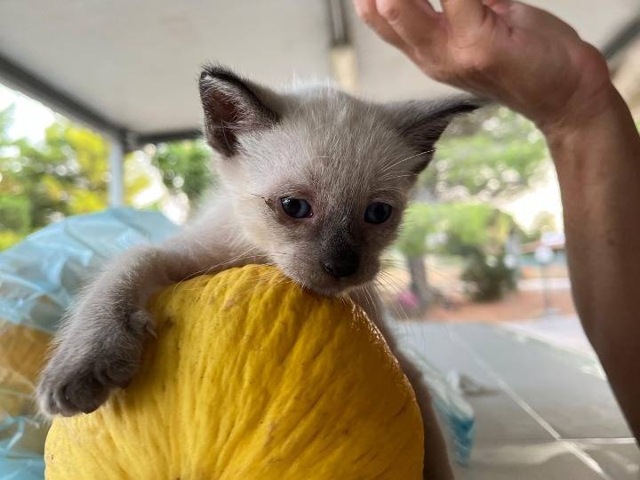 Adozione gatto, maschio, Razza sconosciuta Razza sconosciuta, 3 settimane, taglia non valida, Siracusa