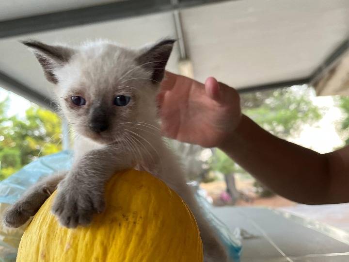 Adotta un gatto, taglia non valida, maschio, Siracusa