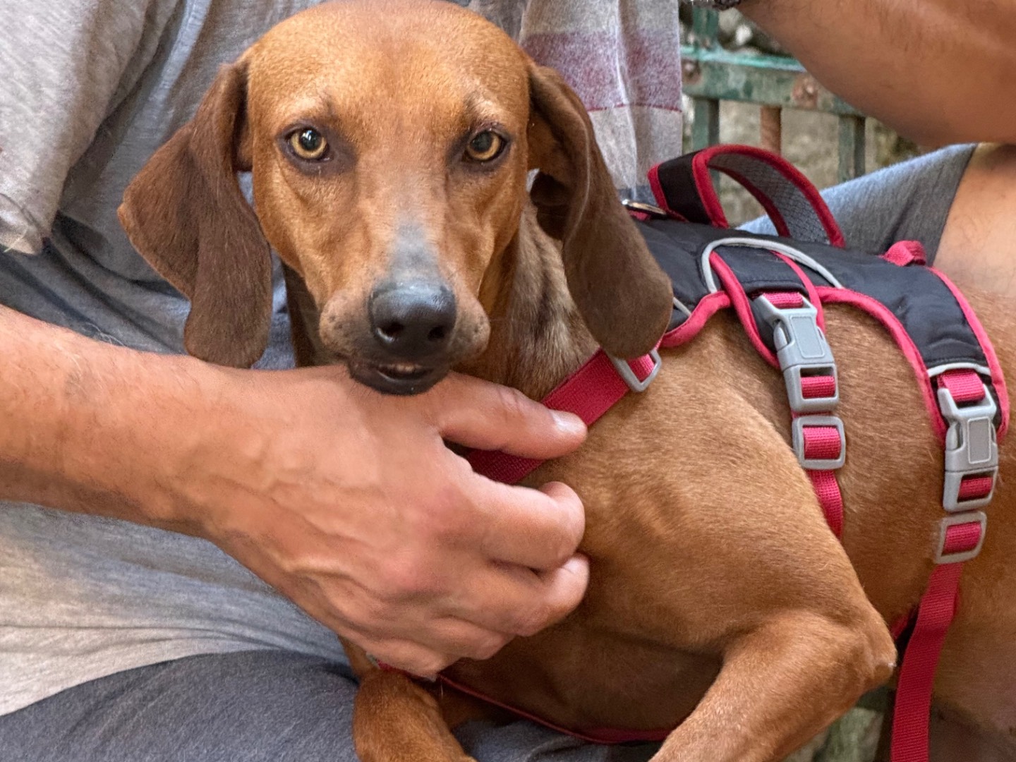 Adozione cane, femmina, Razza sconosciuta Razza sconosciuta, 2 anni e 7 mesi, taglia media contenuta, Catanzaro