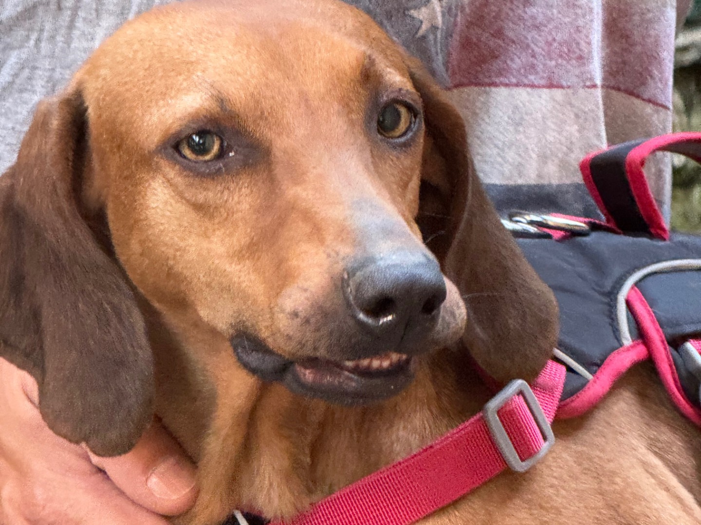 Adotta un cane, femmina, 2 anni e 7 mesi, Catanzaro