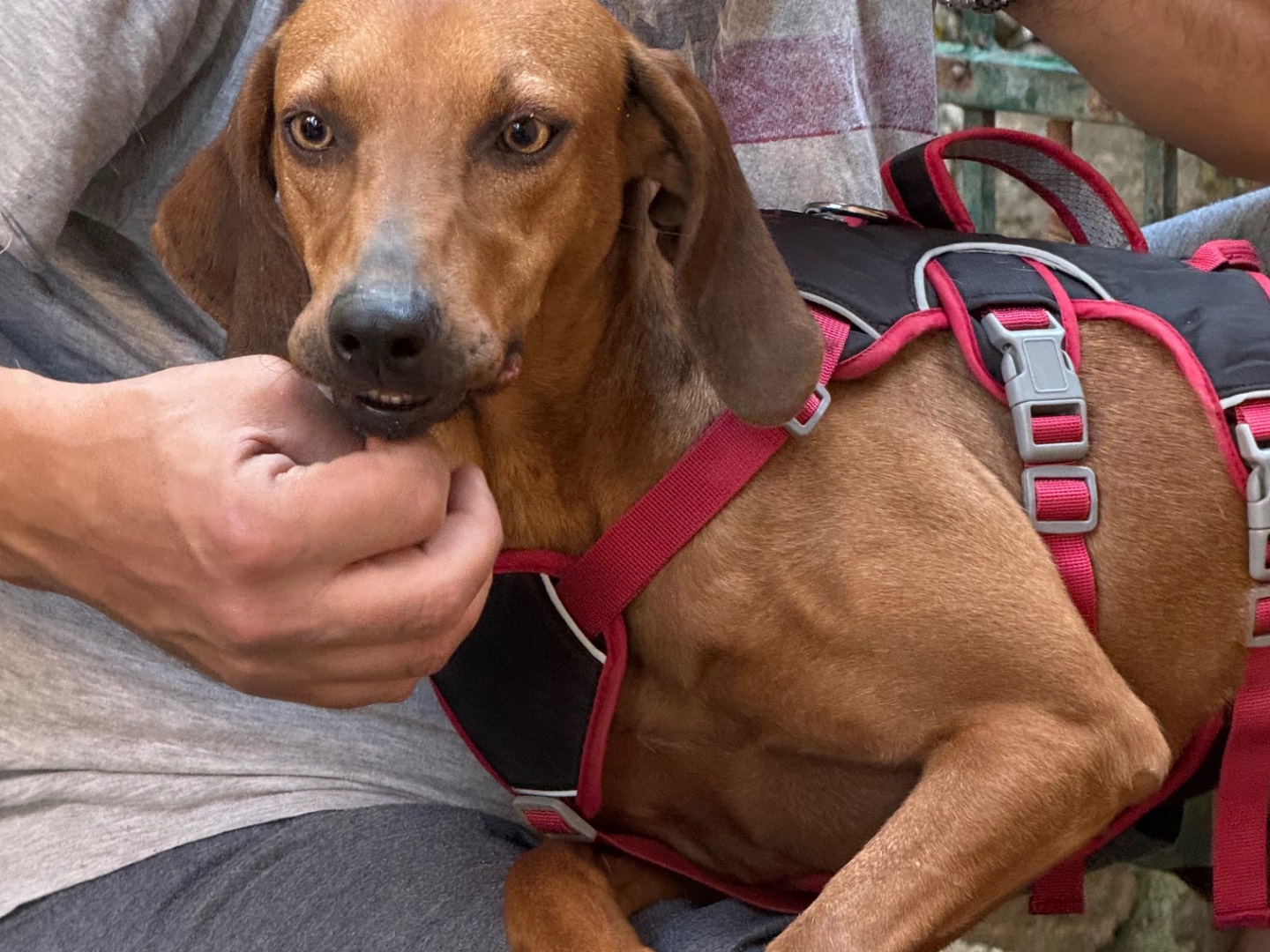 Adotta un cane, taglia media contenuta, femmina, Catanzaro