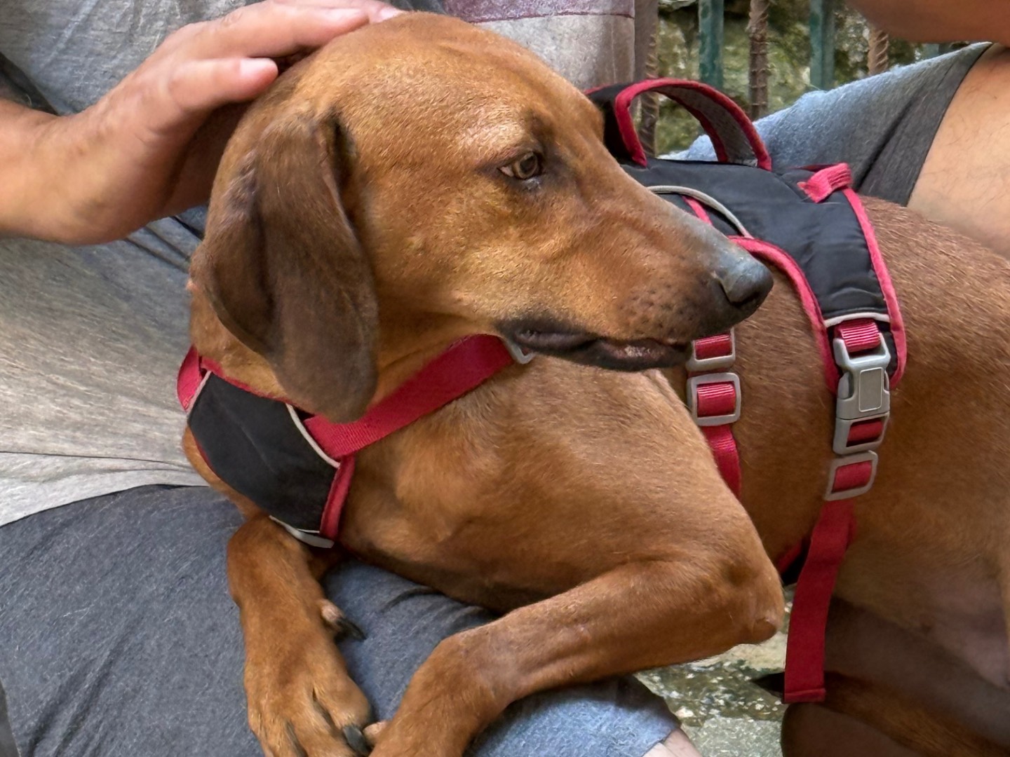 Vuoi adottare un cane a Catanzaro?