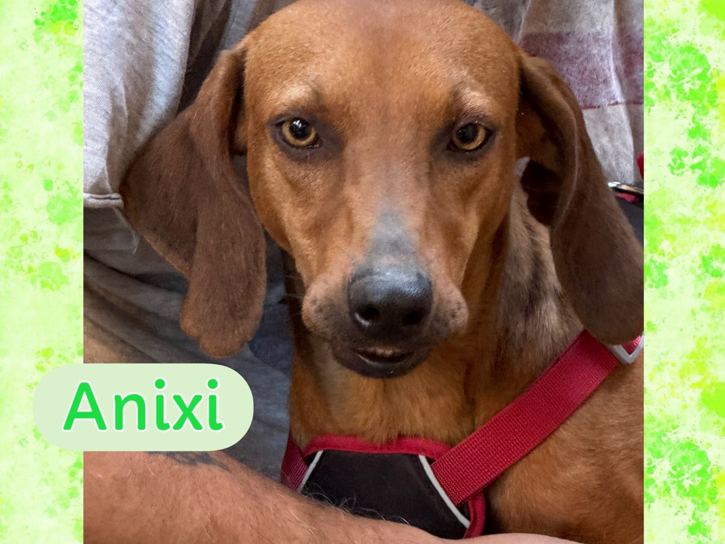 Adotta il cane Anixi a Catanzaro