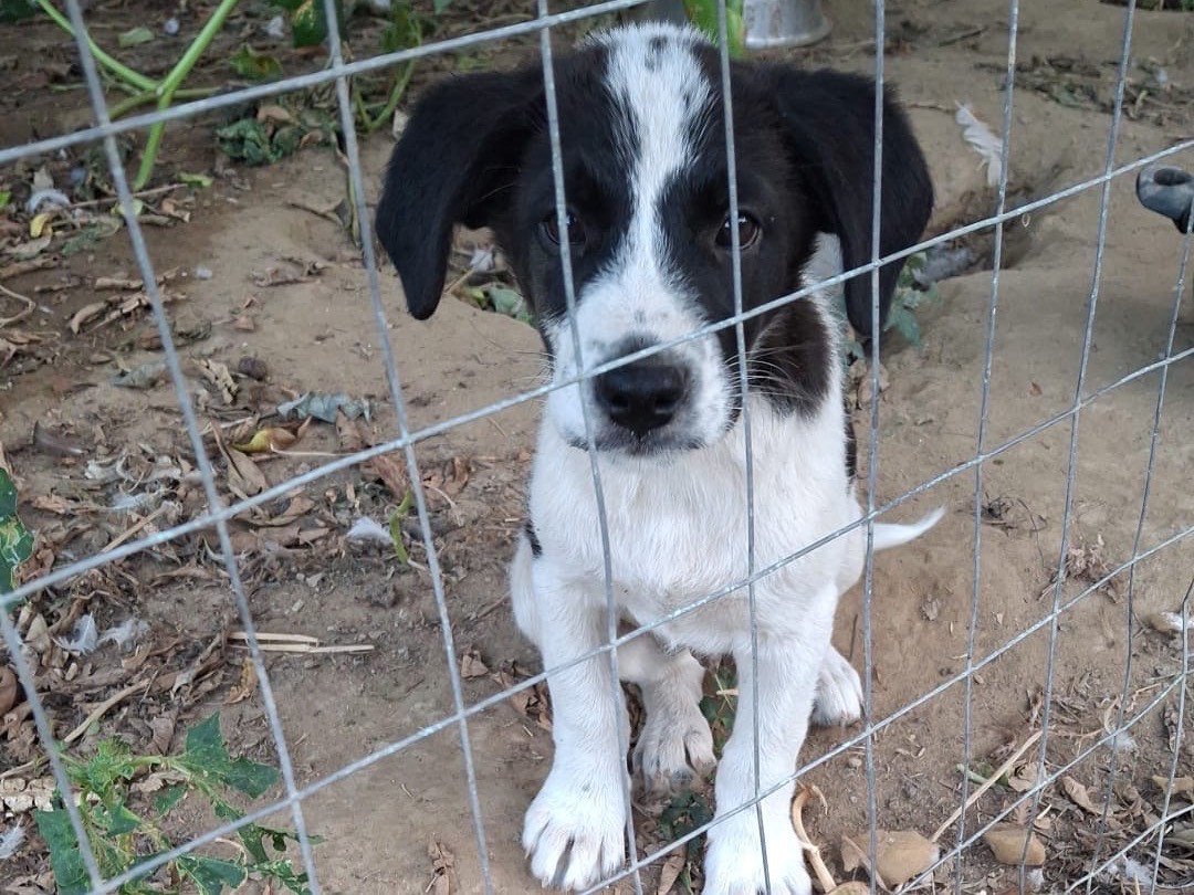 Adozione cane, maschio, Razza sconosciuta Razza sconosciuta, 4 mesi, taglia media, Cosenza