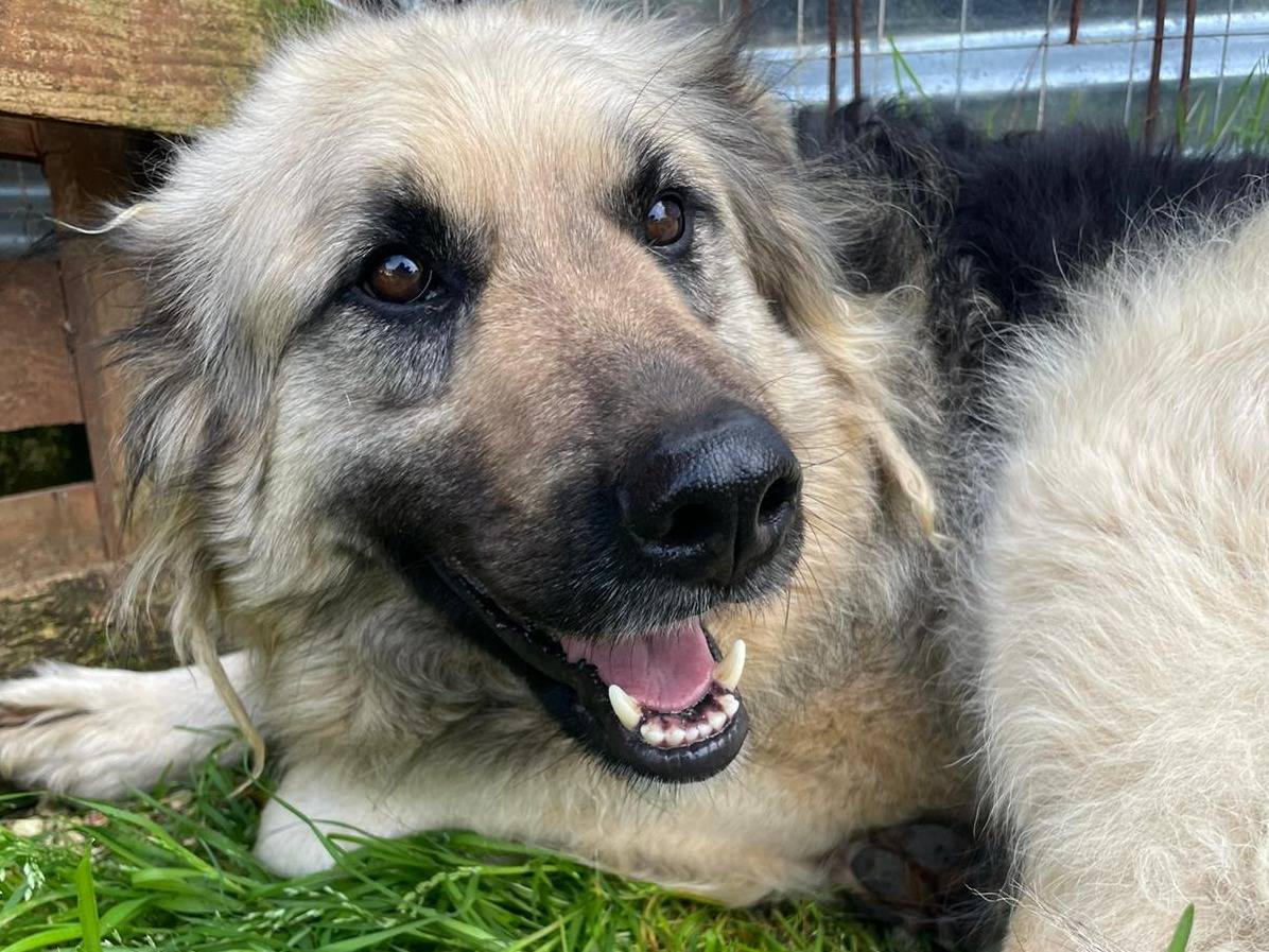 Adozione cane, femmina, Razza sconosciuta Razza sconosciuta, 6 anni e 6 mesi, taglia media, Brindisi