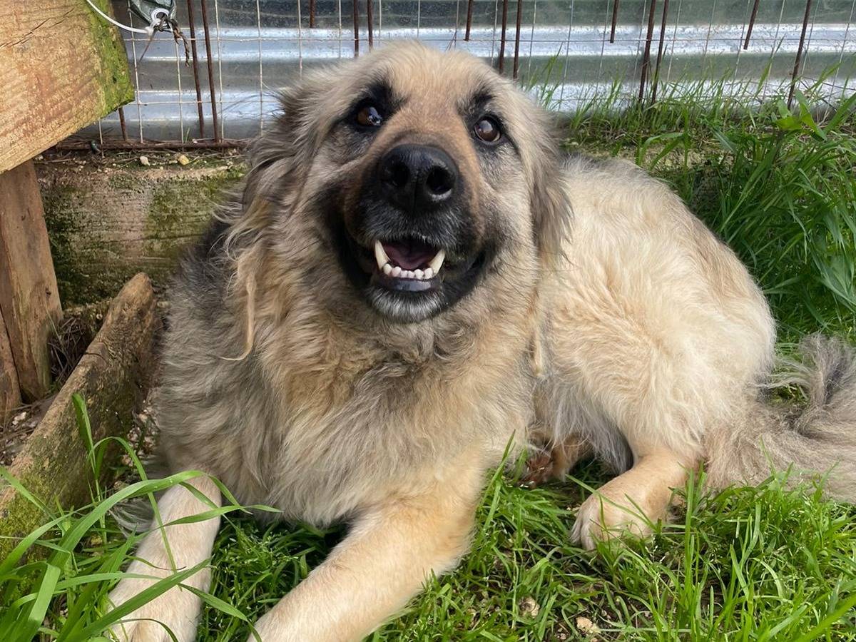 Adotta un cane, femmina, 6 anni e 6 mesi, Brindisi