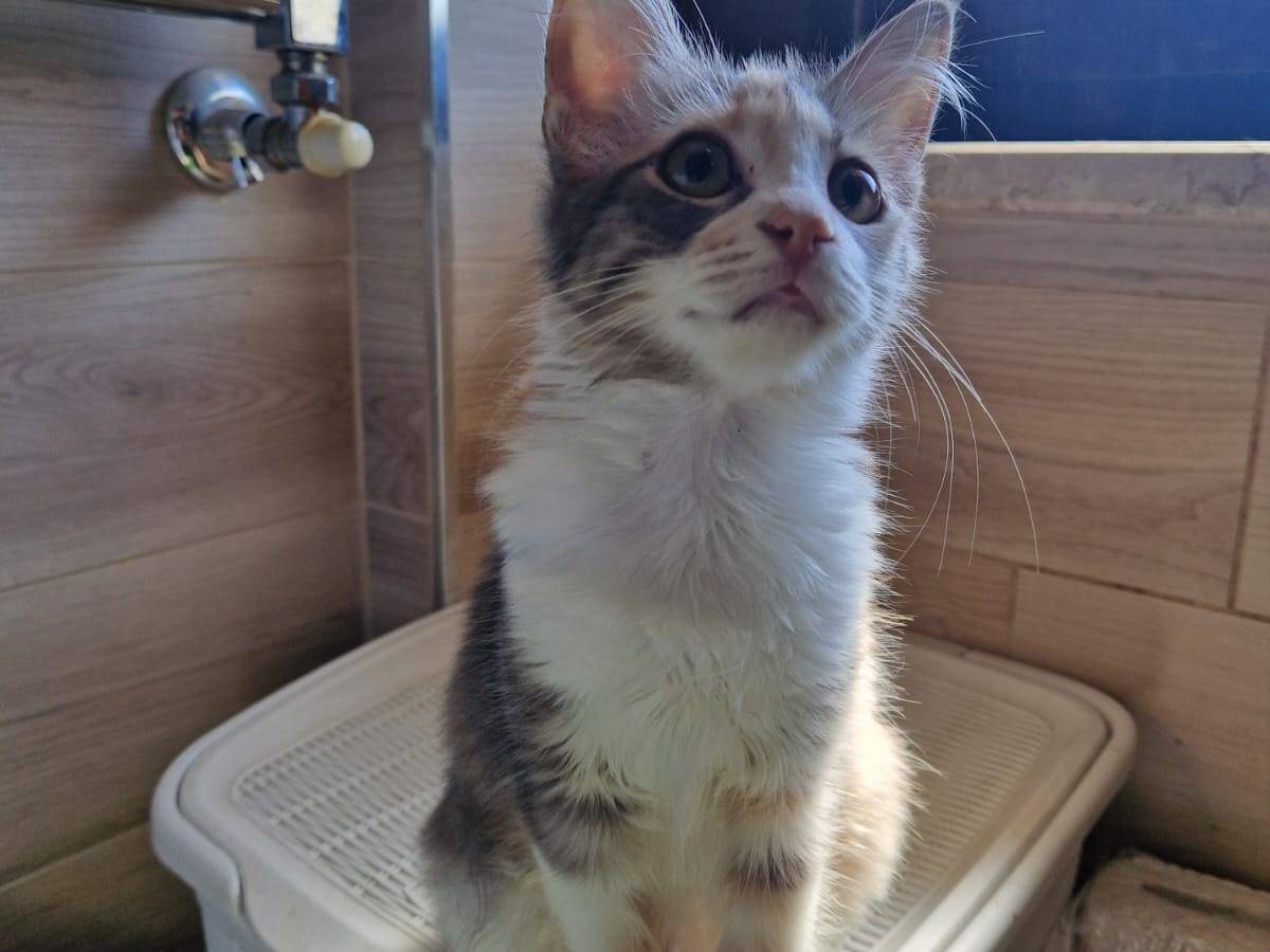 Adozione gatto, femmina, Razza sconosciuta Razza sconosciuta, 6 mesi, taglia non valida, Frosinone