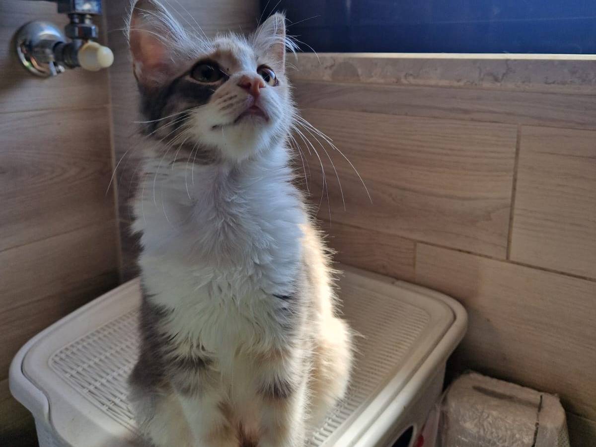 Adotta un gatto, femmina, 6 mesi, Frosinone