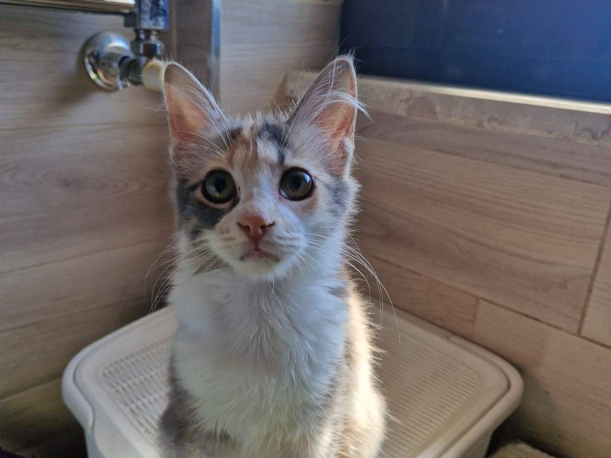 Adotta un gatto, taglia non valida, femmina, Frosinone