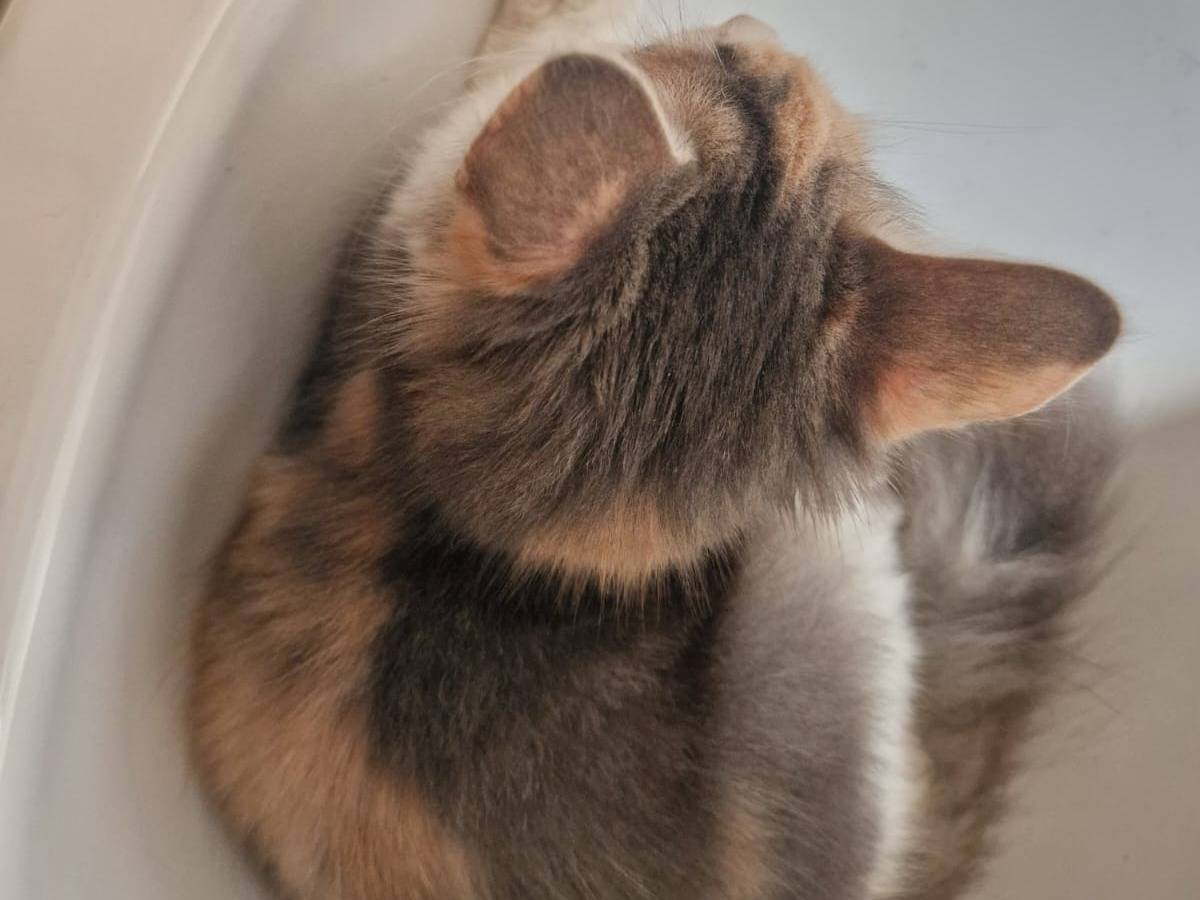 Vuoi adottare un gatto a Frosinone?