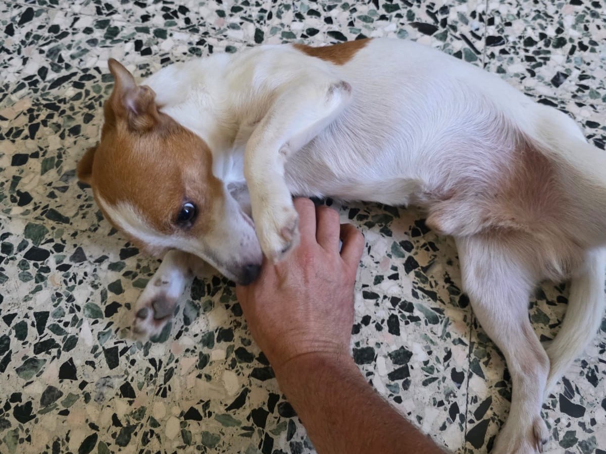 Adotta un cane, maschio, 5 anni e 9 mesi, Milano