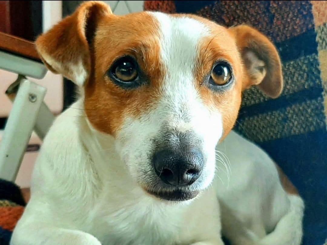 Adotta un cane, taglia piccola, maschio, Milano