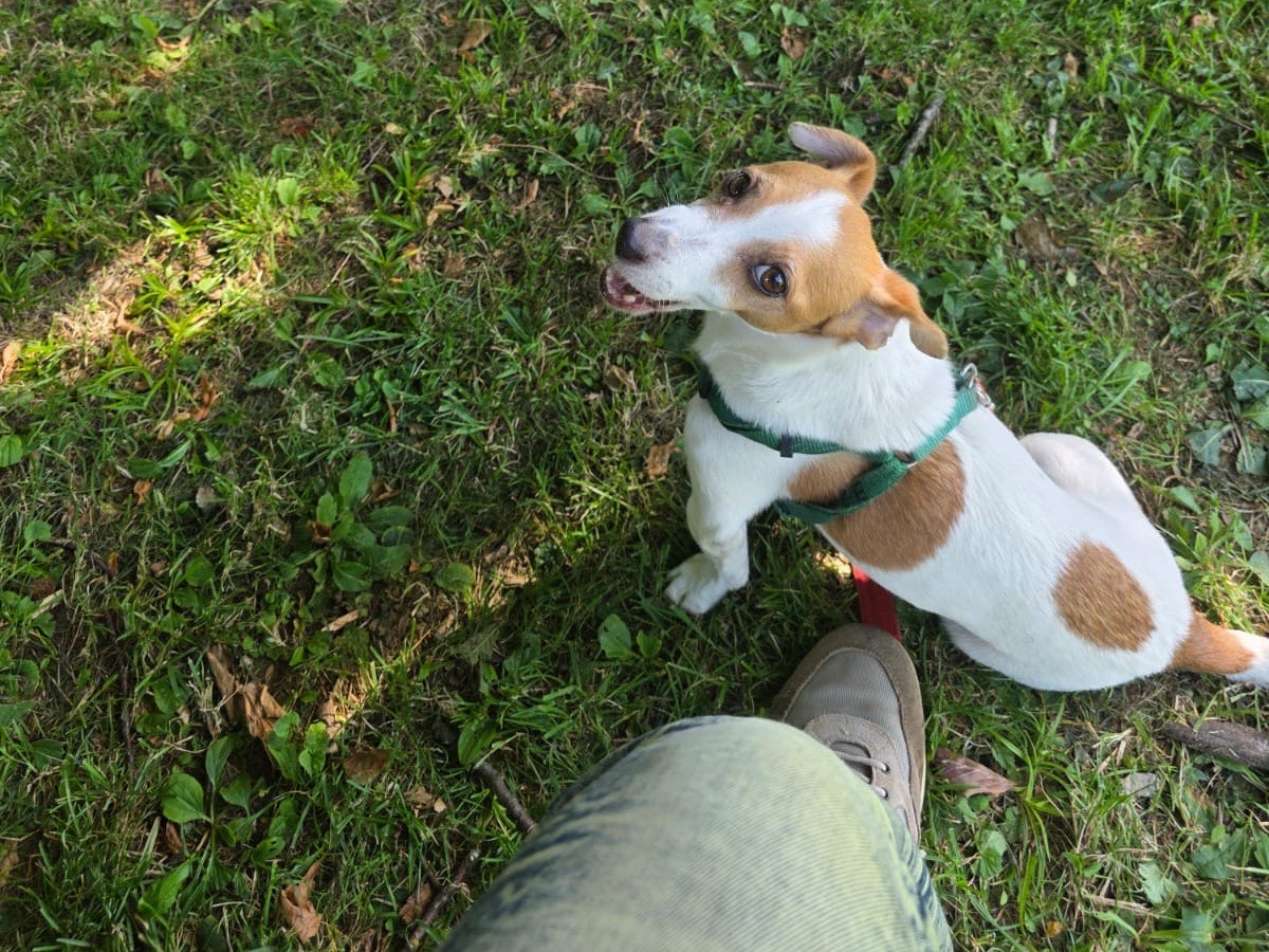 Vuoi adottare un cane a Milano?