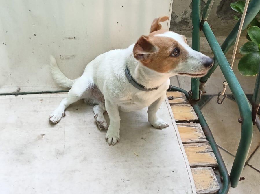 Adotta il cane Leo a Milano