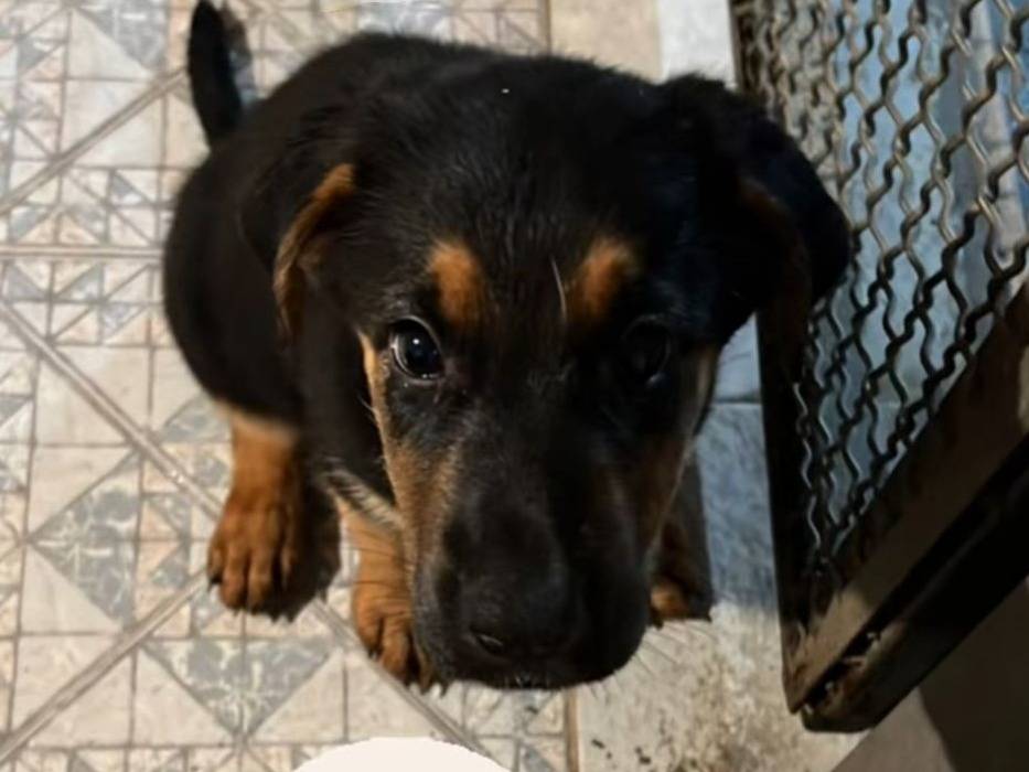 Adozione cane, femmina, Pastore tedesco Razza sconosciuta, 2 mesi, taglia grande, Vibo