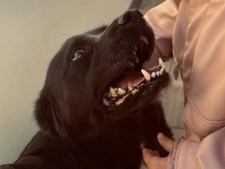 Adotta un cane, maschio, 9 anni e 1 mese, Brescia