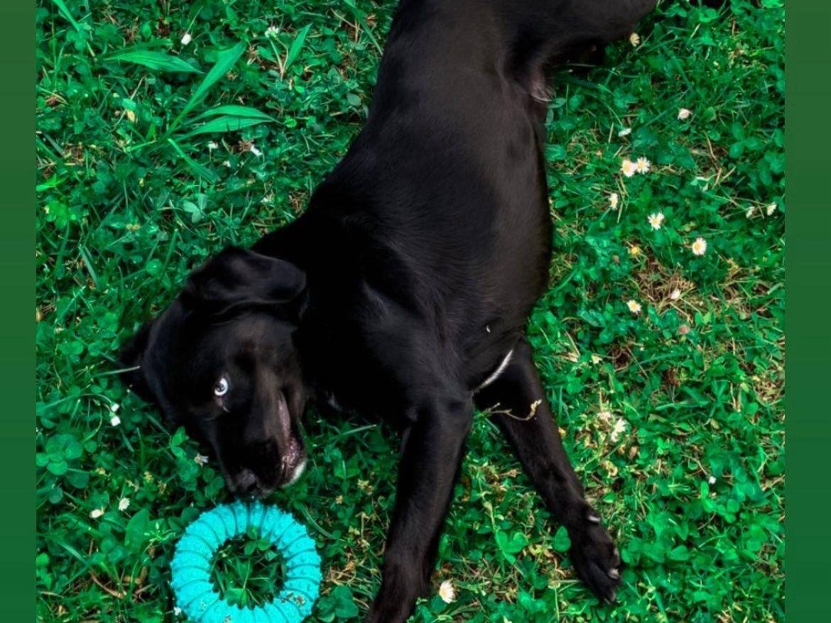 Adotta un cane, taglia piccola, maschio, Brescia