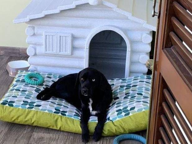 Vuoi adottare un cane a Brescia?