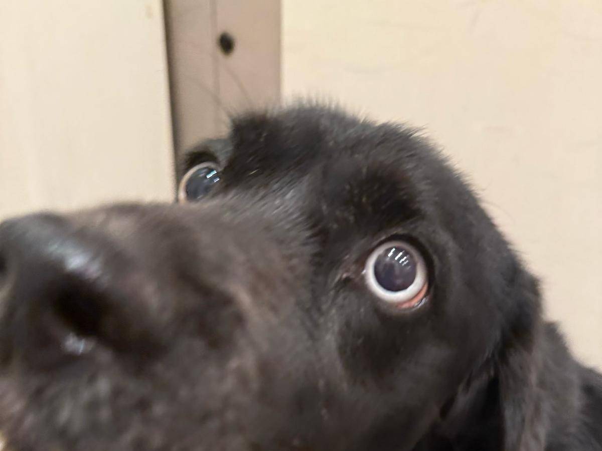 Adotta il cane Flash nero a Brescia