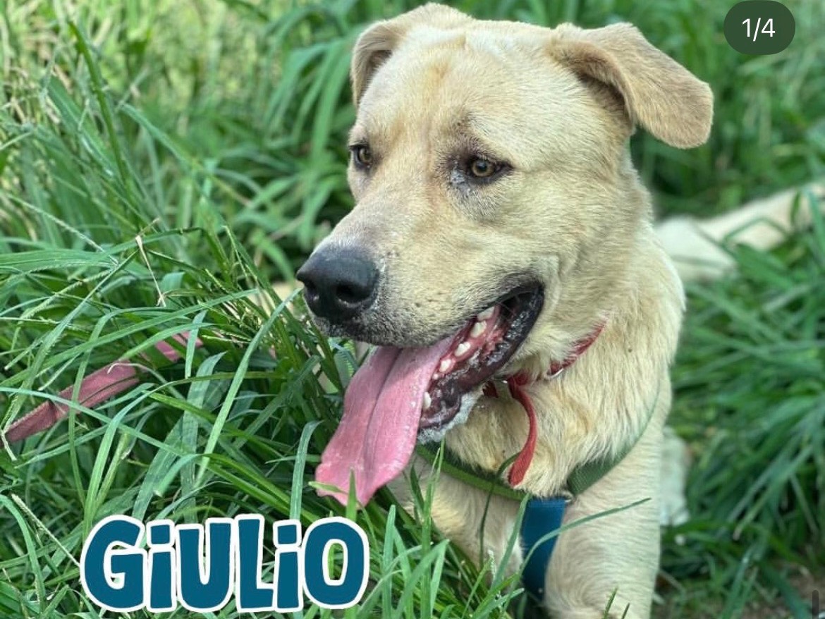 Adozione cane, maschio, Razza sconosciuta Razza sconosciuta, 1 anno e 9 mesi, taglia gigante, Milano