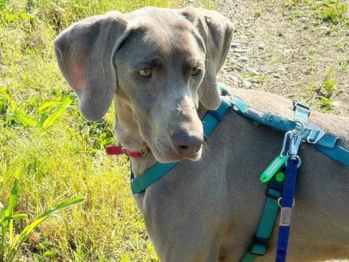 Adozione cane, femmina, Weimaraner Razza sconosciuta, 3 anni e 4 mesi, taglia media, Milano