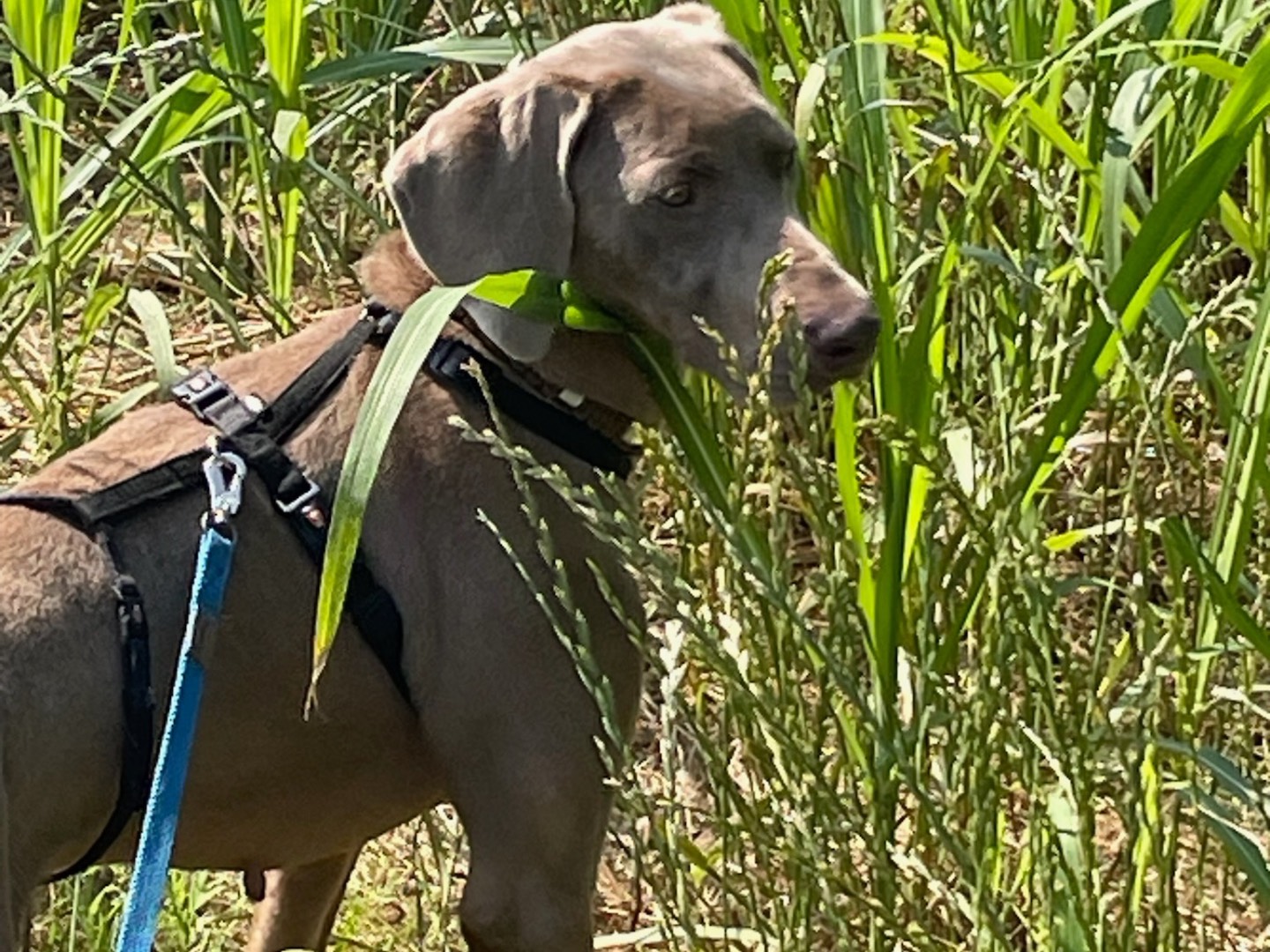 Adotta un cane, femmina, 3 anni e 4 mesi, Milano