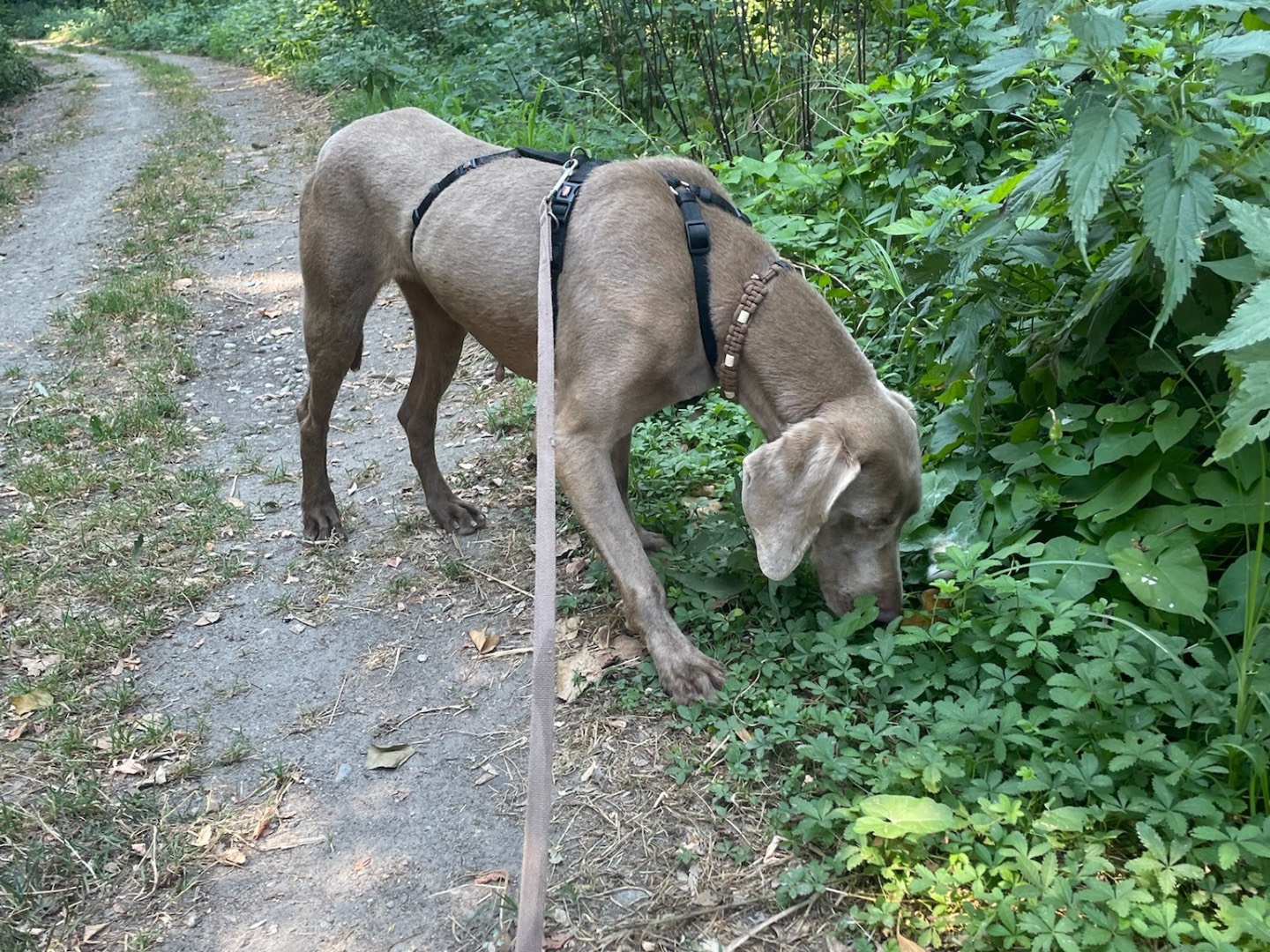 Vuoi adottare un cane a Milano?