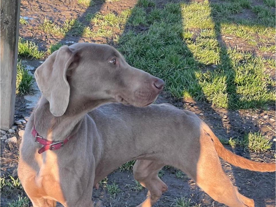 Adotta il cane Carmen  a Milano