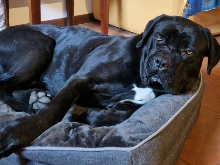 Foto 3 dell'animale