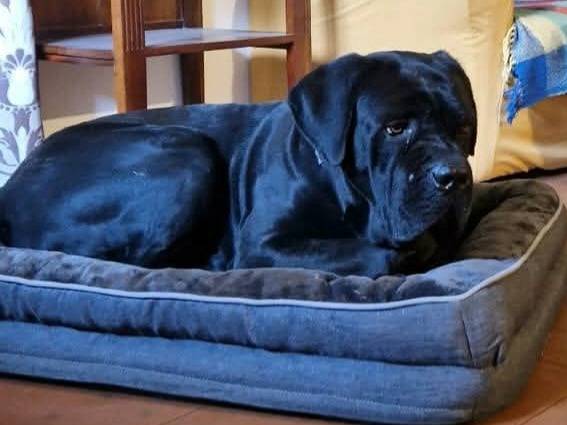 Vuoi adottare un cane a Teramo?
