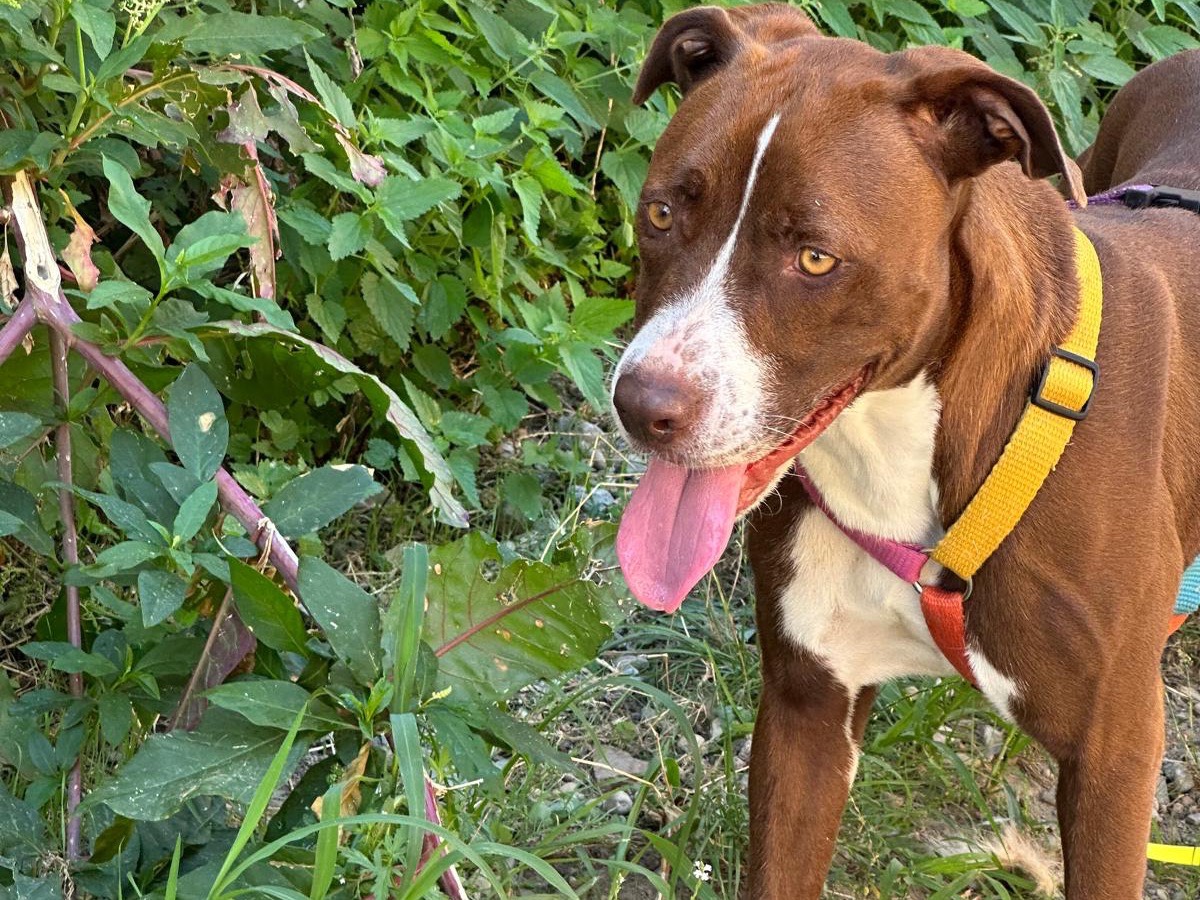 Adozione cane, femmina, Pitbull Razza sconosciuta, 2 anni e 1 mese, taglia grande, Milano