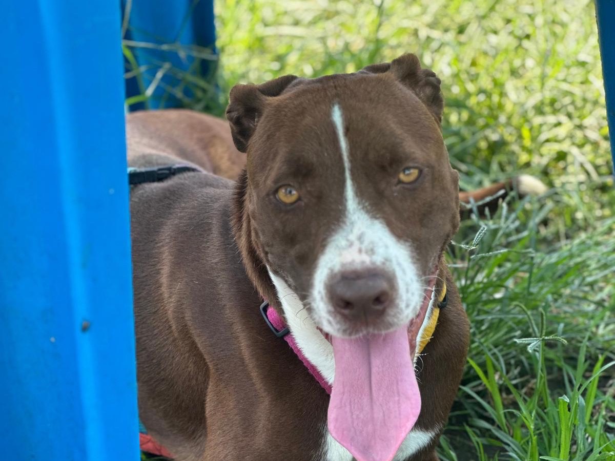 Adotta un cane, femmina, 2 anni e 1 mese, Milano