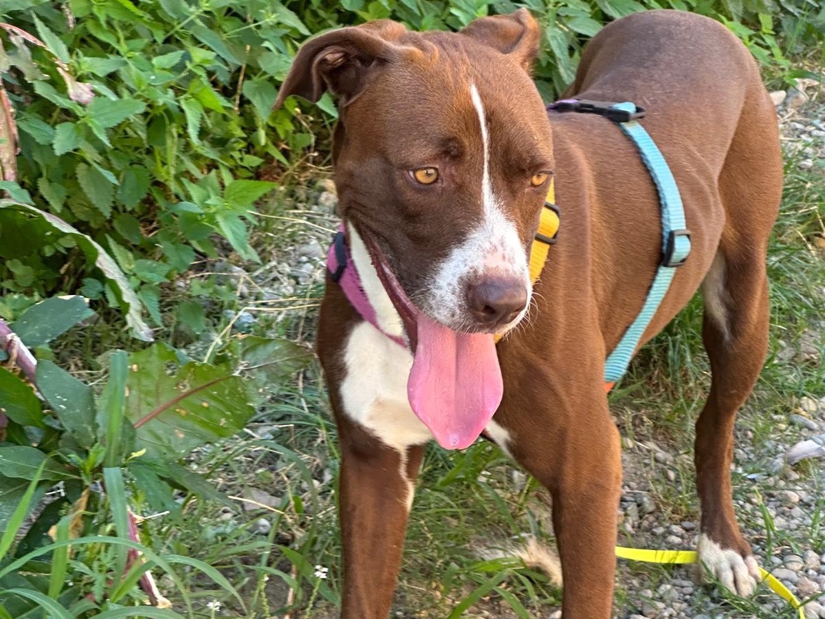 Vuoi adottare un cane a Milano?