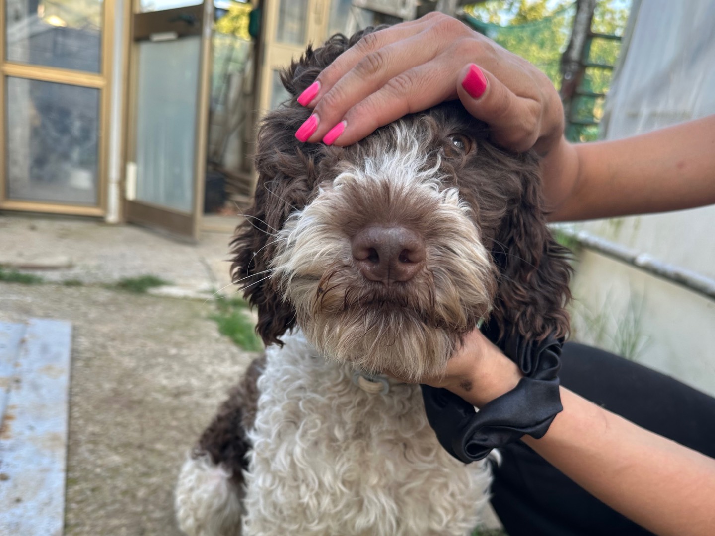 Adozione cane, maschio, Lagotto Razza sconosciuta, 1 anno e 2 mesi, taglia media contenuta, Salerno