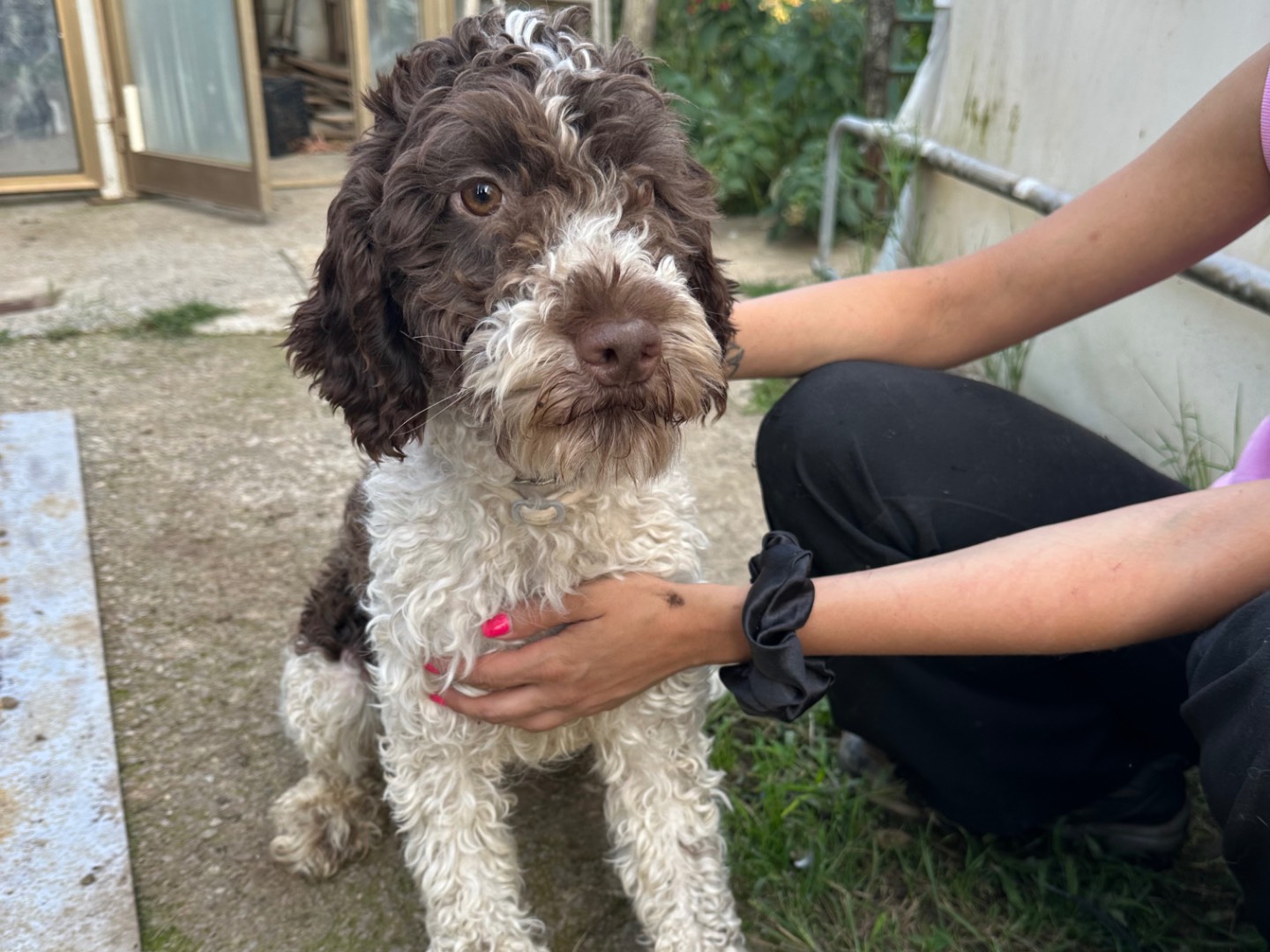 Adotta un cane, maschio, 1 anno e 2 mesi, Salerno