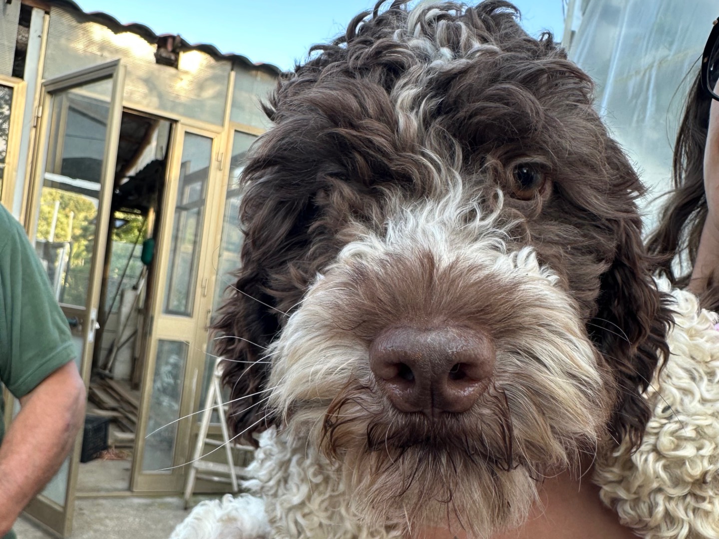 Adotta un cane, taglia media contenuta, maschio, Salerno
